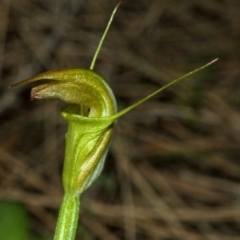 Pterostylis alveata (Coastal Greenhood) at North Nowra, NSW - 27 Apr 2009 by AlanS