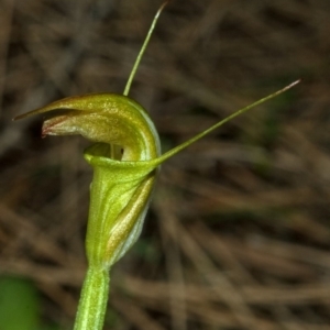 Diplodium alveatum (ACT) = Pterostylis alveata (NSW) at Bomaderry Creek Regional Park - suppressed