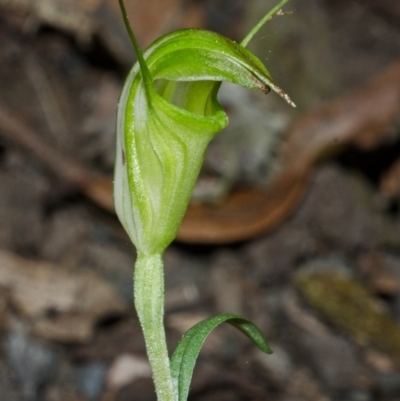 Pterostylis alveata (Coastal Greenhood) at Budgong, NSW - 16 Mar 2013 by AlanS