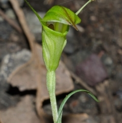 Diplodium alveatum (ACT) = Pterostylis alveata (NSW) at Budgong, NSW - suppressed