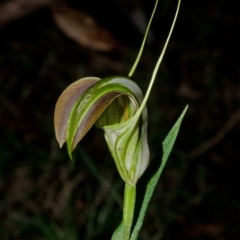 Pterostylis grandiflora (Cobra Greenhood) at Yerriyong, NSW - 20 Apr 2012 by AlanS