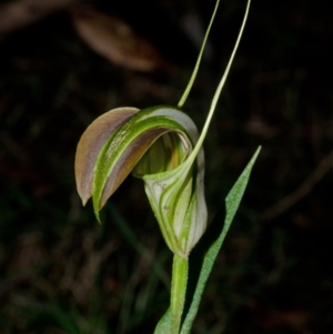 Pterostylis grandiflora at Yerriyong, NSW - 21 Apr 2012