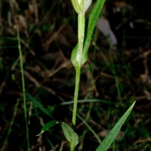 Pterostylis grandiflora at Yerriyong, NSW - 21 Apr 2012