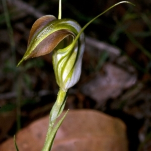 Pterostylis grandiflora at Yerriyong, NSW - suppressed