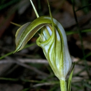 Pterostylis grandiflora at Yerriyong, NSW - suppressed