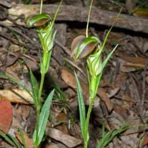 Pterostylis grandiflora at Yalwal, NSW - suppressed