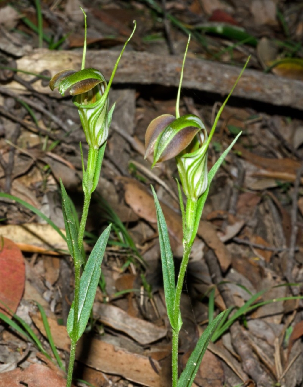 Pterostylis grandiflora at Yalwal, NSW - 17 May 2013
