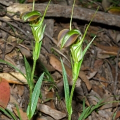 Pterostylis grandiflora (Cobra Greenhood) at Yalwal, NSW - 16 May 2013 by AlanS