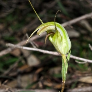 Pterostylis grandiflora at Yalwal, NSW - suppressed