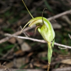 Pterostylis grandiflora at Yalwal, NSW - 17 May 2013