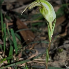 Pterostylis grandiflora at Yalwal, NSW - suppressed