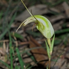 Pterostylis grandiflora at Yalwal, NSW - suppressed