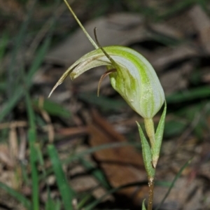 Pterostylis grandiflora at Yalwal, NSW - suppressed