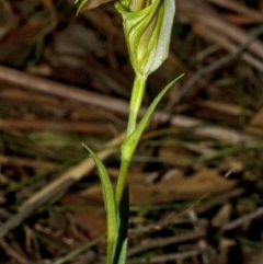 Pterostylis grandiflora (Cobra Greenhood) at Jerrawangala, NSW - 24 Jun 2011 by AlanS