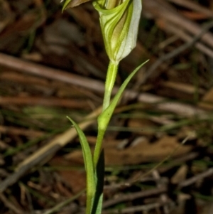 Pterostylis grandiflora at Jerrawangala, NSW - suppressed