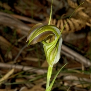 Pterostylis grandiflora at Jerrawangala, NSW - suppressed