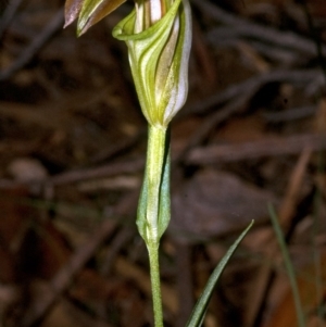 Pterostylis grandiflora at Budgong, NSW - suppressed