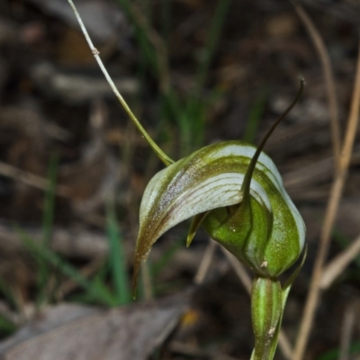 Pterostylis longipetala (Small Autumn-greenhood) at Colymea State Conservation Area - 20 Apr 2012 by AlanS