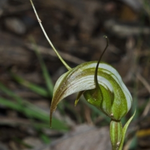 Pterostylis longipetala at Yerriyong, NSW - 21 Apr 2012