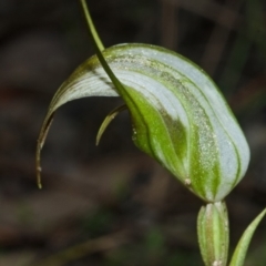 Pterostylis longipetala at Yerriyong, NSW - 21 Apr 2012