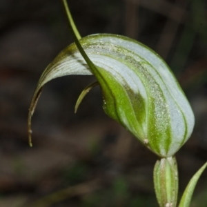 Pterostylis longipetala at Yerriyong, NSW - suppressed