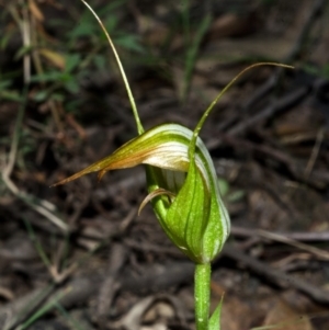 Pterostylis longipetala at Yalwal, NSW - suppressed