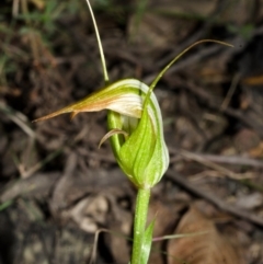 Pterostylis longipetala at Yalwal, NSW - suppressed