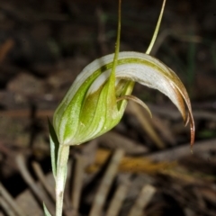 Pterostylis longipetala at Yalwal, NSW - suppressed