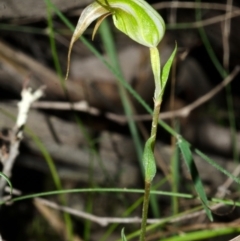 Pterostylis longipetala at Yalwal, NSW - suppressed