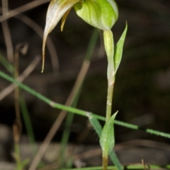 Pterostylis longipetala at Yalwal, NSW - suppressed