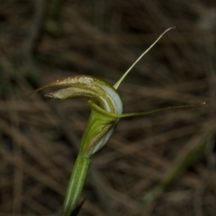 Pterostylis obtusa (Blunt-tongue Greenhood) at North Nowra, NSW - 1 May 2009 by AlanS
