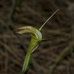 Pterostylis obtusa at Bomaderry Creek Regional Park - 2 May 2009