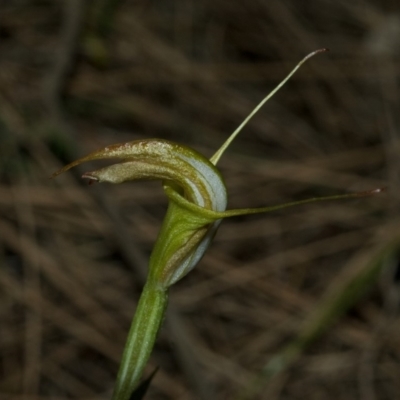 Pterostylis obtusa (Blunt-tongue Greenhood) at Bomaderry Creek Regional Park - 1 May 2009 by AlanS
