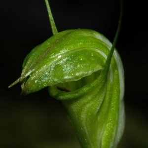 Diplodium obtusum at Budgong, NSW - suppressed