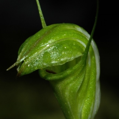 Pterostylis obtusa (Blunt-tongue Greenhood) at Bugong National Park - 20 Apr 2009 by AlanS