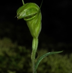 Diplodium obtusum at Budgong, NSW - suppressed