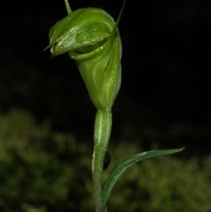 Pterostylis obtusa at Budgong, NSW - 21 Apr 2009