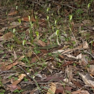 Diplodium obtusum at Falls Creek, NSW - suppressed