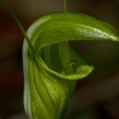 Diplodium obtusum at Falls Creek, NSW - suppressed