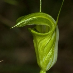 Diplodium obtusum at Falls Creek, NSW - suppressed