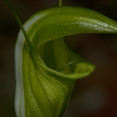 Diplodium obtusum at Falls Creek, NSW - suppressed