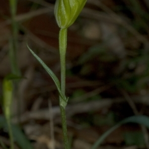 Diplodium obtusum at Falls Creek, NSW - suppressed