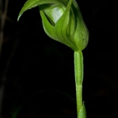 Pterostylis obtusa (Blunt-tongue Greenhood) at Yalwal, NSW - 3 Apr 2016 by AlanS
