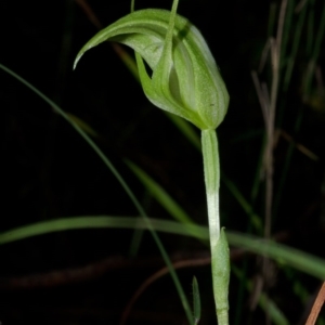 Pterostylis obtusa at Yalwal, NSW - 4 Apr 2016