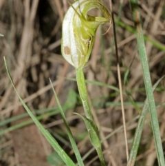 Pterostylis obtusa at Yalwal, NSW - 4 Apr 2016