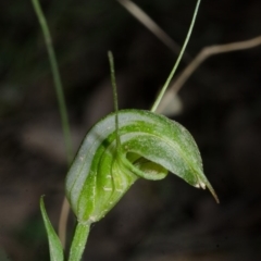 Pterostylis obtusa at Yalwal, NSW - 4 Apr 2016