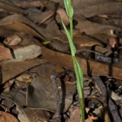 Diplodium obtusum (Blunt-tongue Greenhood) at Falls Creek, NSW - 17 Feb 2015 by AlanS