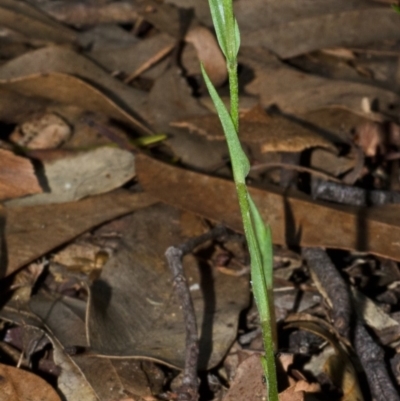 Pterostylis obtusa (Blunt-tongue Greenhood) at Falls Creek, NSW - 16 Feb 2015 by AlanS