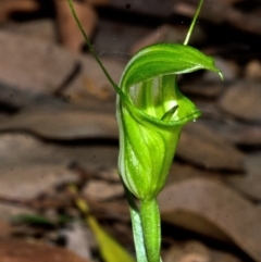 Diplodium obtusum at Falls Creek, NSW - 17 Feb 2015