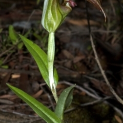 Pterostylis pulchella (Waterfall Greenhood) at Browns Mountain, NSW - 26 Feb 2009 by AlanS